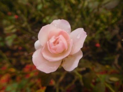 清水公園花ファンタジア　バラ