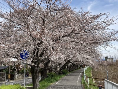 名古屋市香流川の桜