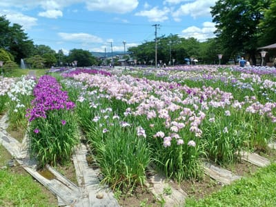 長井の菖蒲園