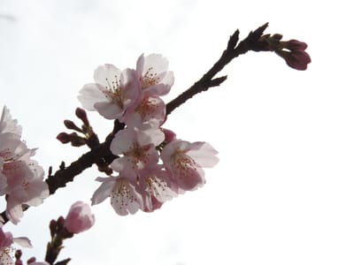 ・2021-03-07_密蔵院の安行桜