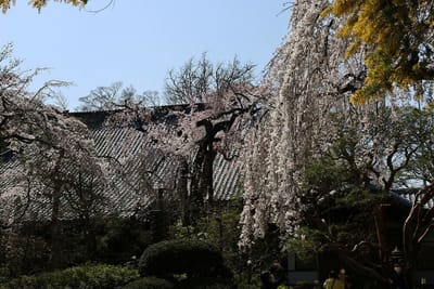 川越・中院のしだれ桜