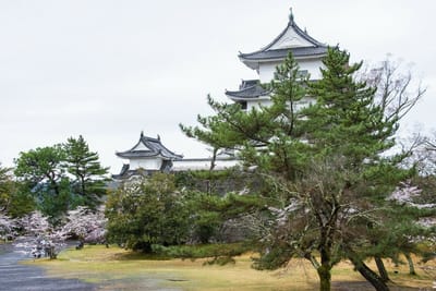 伊賀上野城（三重県）の桜2023_01