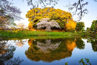 池畔の一本桜2024