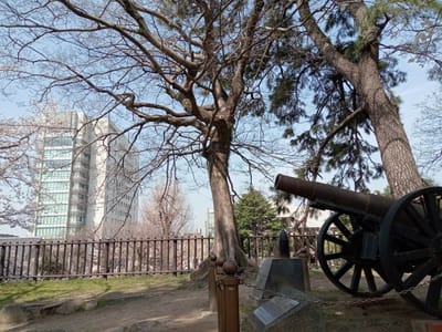 令和５年も小倉城🏯と満開の桜🌸〜小倉北警察署と大砲