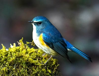 （１）幸せの青い鳥