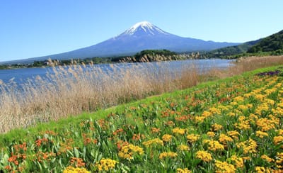 花畑からの富士山。