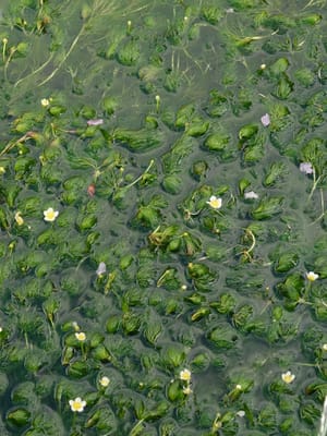 三島梅花藻
