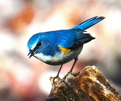 （３）幸せの青い鳥
