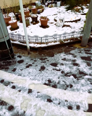 　　　我が家の花壇にも、雪景色 ⛄「関東甲信の大雪」❄