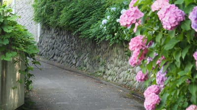 紫陽花の咲く坂道