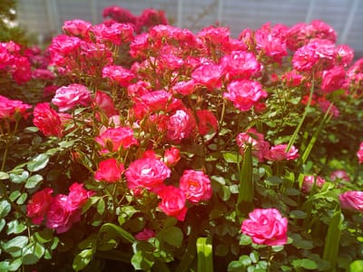 🌹 バラが咲き誇る ”横浜イングリッシュガーデン” を散歩 !