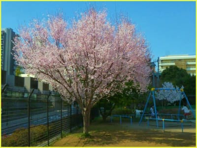 公60　　　　　　(181)早咲き桜