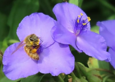 ツユクサの蜜をむさぼるミツバチ