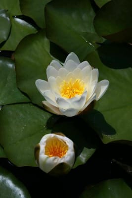 ポルト散歩　47　クリスタル宮廷園の睡蓮の池の白い睡蓮の花