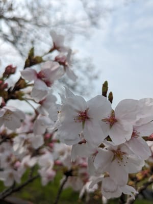 恭仁大橋の桜🌸