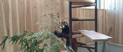 名古屋東山動物園・人気のレッサーパンダ