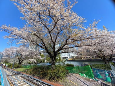 🌸 横浜みなとみらいの桜が満開！桜木町〜汽車道〜さくら通りは、桜の写真撮影スポット多数 !