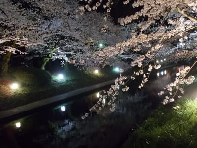 富山の夜桜富山の③