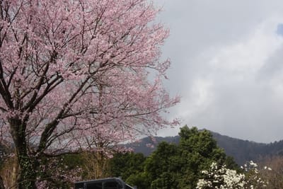 桜と木蓮
