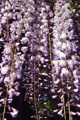 フジの花（蕾は2024年4月です）