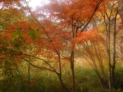 武蔵丘陵森林公園　沼近くの紅葉