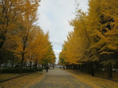 札幌中島公園の紅葉