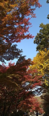 名古屋東山植物園・五色モミジ紅葉