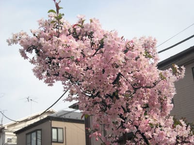 ご近所の桜（2021.03.27）全2枚