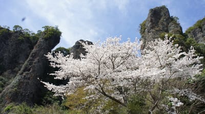 桜と奇岩石