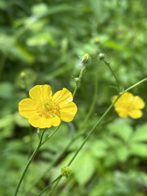 黄色の花ーキンポウゲ