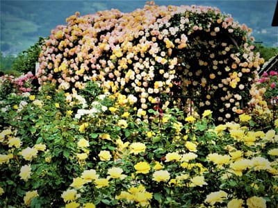 🌹　初夏！バラの香り漂う　さかき千曲川バラ公園　🌹