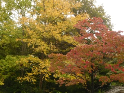 森林公園　カツラとハナミズキの黄・紅葉