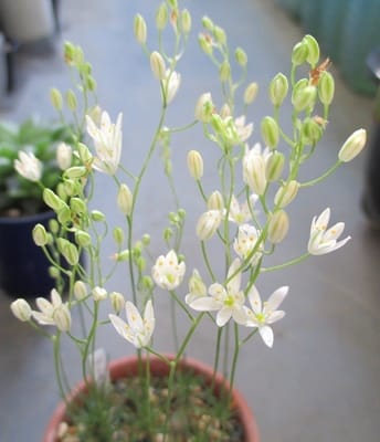 世界最小級球根植物　オーニソガラム　ジュンキフオリア