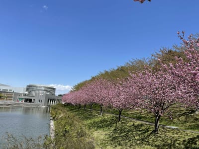 東北歴史博物館の八重桜