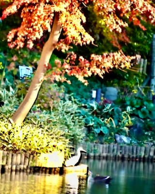 紅葉の庭園で遊ぶ白鷺