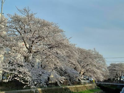 霧敷川の桜並木