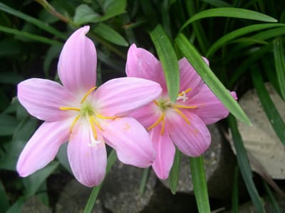 ゼフィランサスのピンクの開花と蕾　満開の花弁流紋の爽やかな姿