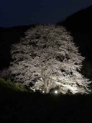 神奈川・秦野 蓑毛の薄墨桜