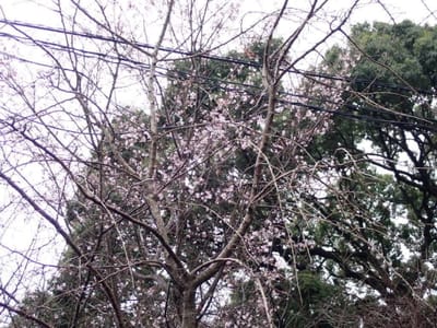 寒桜も咲いていました。