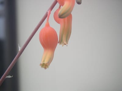 多肉植物　ガステリア　グロメラータの開花