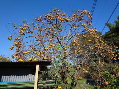 秋の味覚「柿」