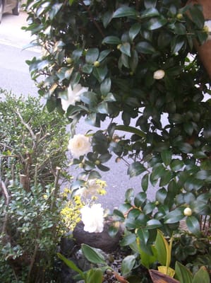 玄関脇の白い八重の山茶花