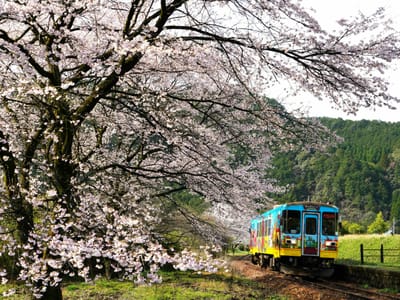 長良川鉄道「桜の駅」（５）