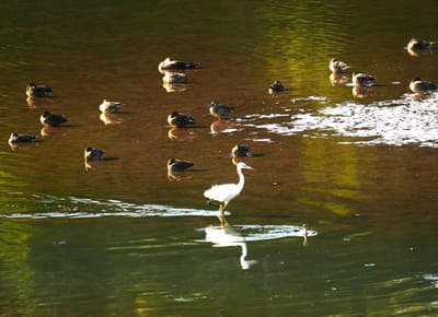 ため池の水鳥たち（４）