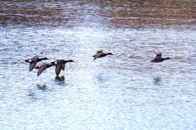 鴨の集団飛行😀