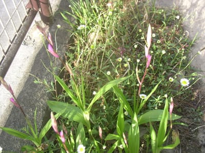 狭い庭の蕾と開花花