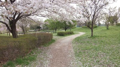 孤走路に　桜花散る風　心地よし