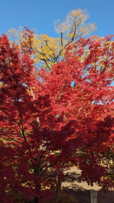 京都七条、智積院の紅葉と東山ガーデン