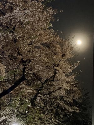 名残り桜🌸を照らす朧満月🌕