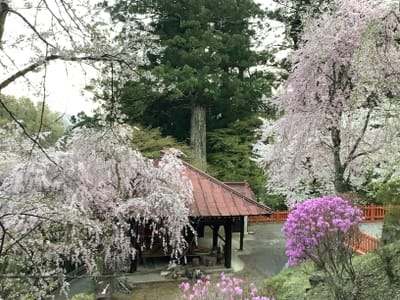 山梨県　金桜神社　